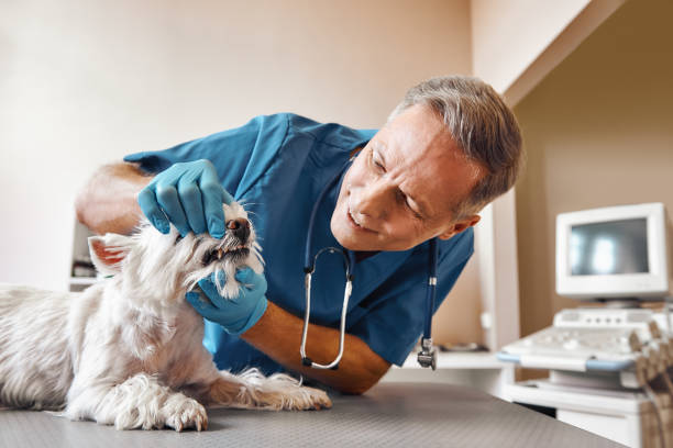 Best Emergency X-Rays and Diagnostics in Baldwin, GA